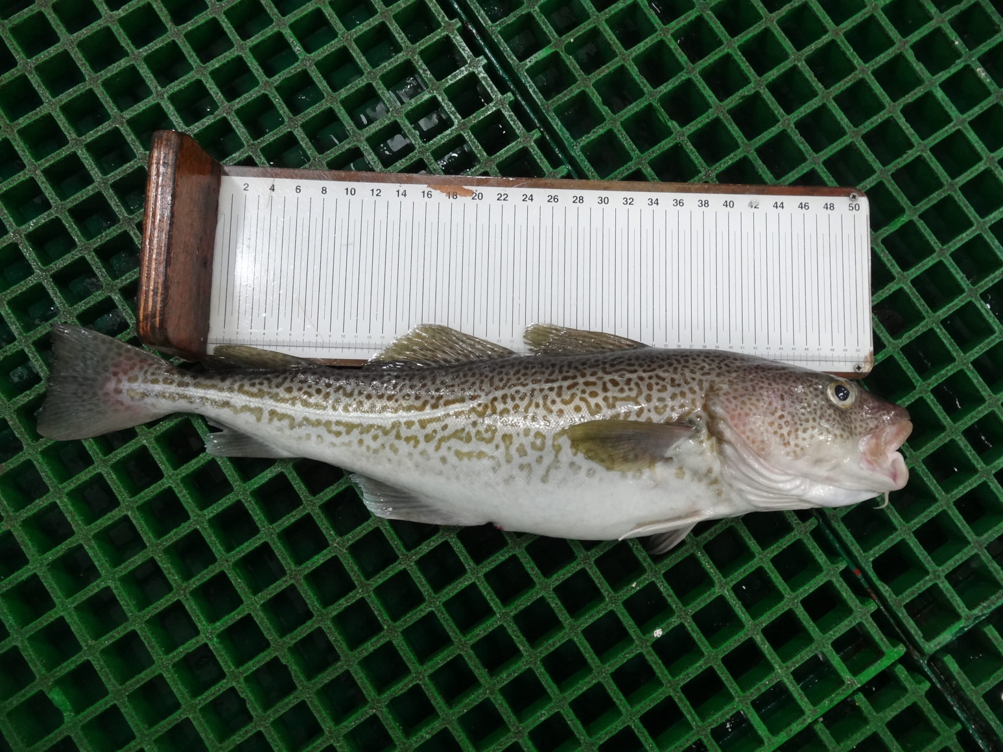 La Pesca Del Bacalao En Terranova Ciencia Carbónica 5149
